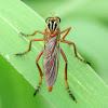 Hanging Thieves Robber Fly