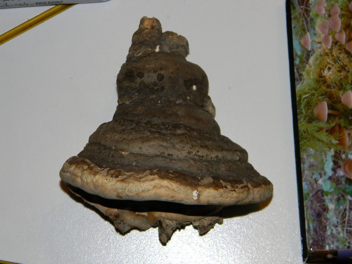 Red-Belted Polypore