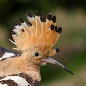 Not need gel !!  by Emanuel Fernandes - Animals Birds