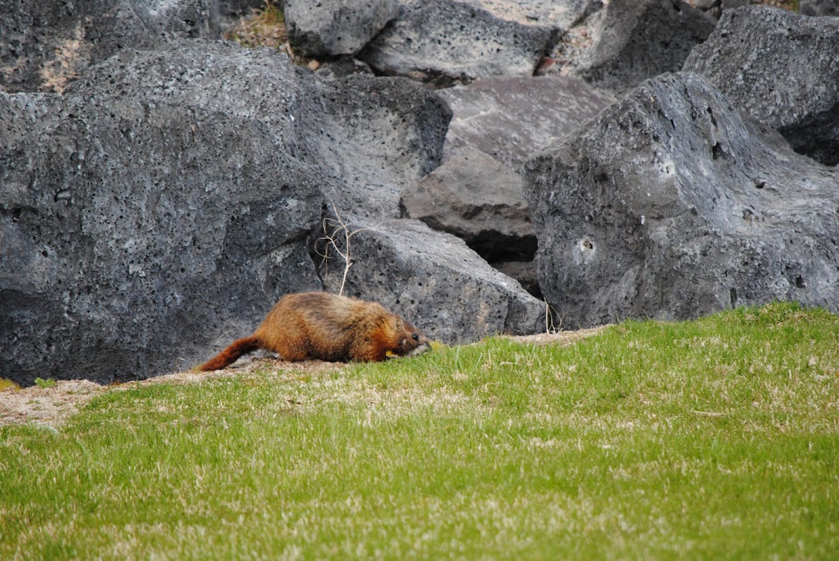 Yellow -bellied marmot