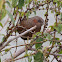 Brown-flanked Bush Warbler