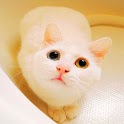 So Cute Animals Pics logo