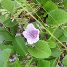 Beach morning glory