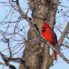 Northern Cardinal