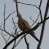 Mourning Dove