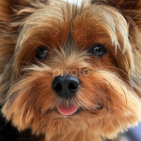 Me by Tupu Kuismin - Animals - Dogs Portraits