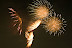 IMGP7395.jpg