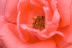 IMGP9038.jpg