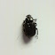Hermit Beetle
