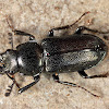 Oak Stag Beetle (male)