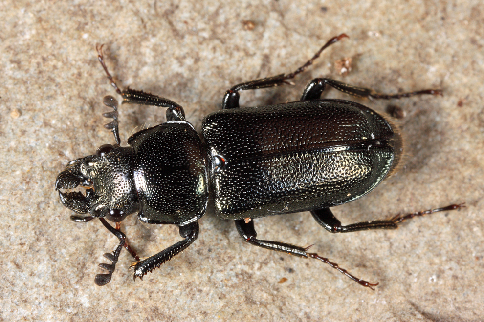 Oak Stag Beetle (male)