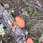 Sulphur shelf fungus