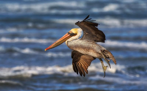 【免費個人化App】Pelican Bird HD Wallpaper-APP點子