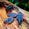 Trilobite Beetles