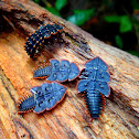 Trilobite Beetles