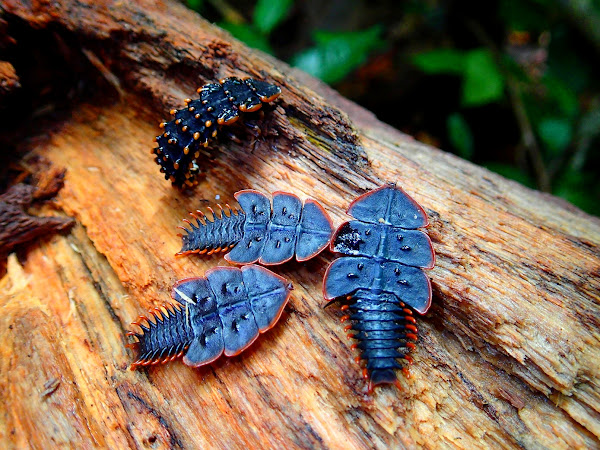 Trilobite Beetles | Project Noah