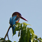 White-throated Kingfisher