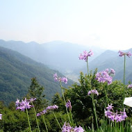 薰衣草森林(新竹尖石店)