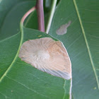 Eucalyptus leaf-blister sawfly mines