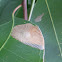 Eucalyptus leaf-blister sawfly mines