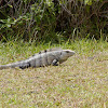 Black Spiny-tailed Iguana