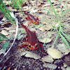 California newt