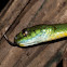 Green Cat Snake