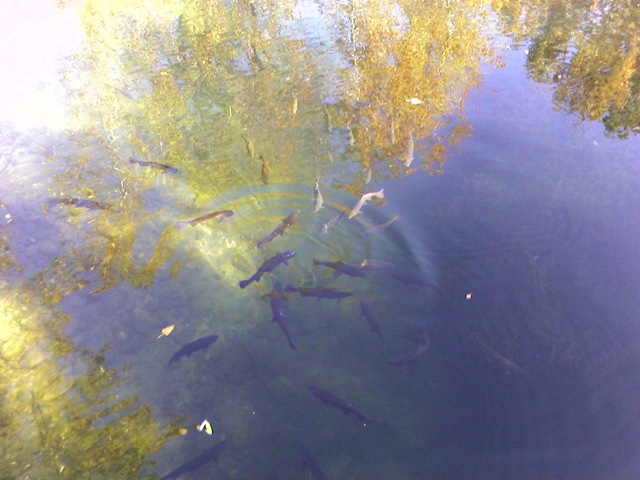 [Trout 2[2].jpg]