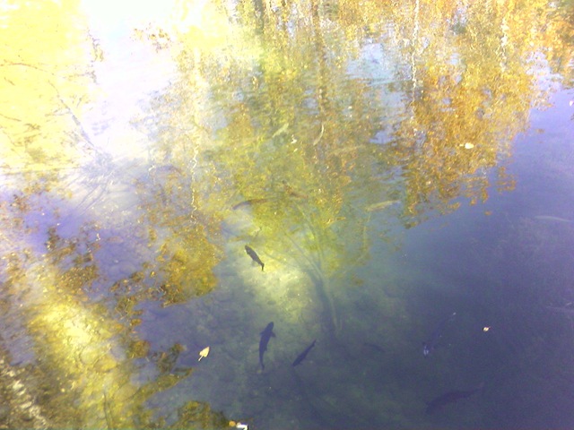 [Where's the Trout[2].jpg]