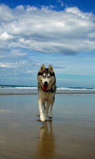 download Husky HD Live Wallpaper free
