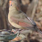 Northern Cardinal    female