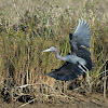 little blue heron