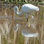 Great Egret (catches a fish)