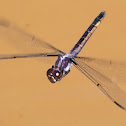 Slaty Skimmer dragonfly (female, oviposition, in flight)