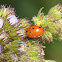 Spot Ladybird