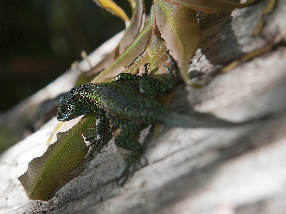 jewel lizard, thin tree iguana, lagartija esbelta