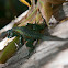 jewel lizard, thin tree iguana, lagartija esbelta