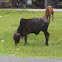 Vietnamese Cattle