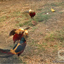 Golden Pheasant