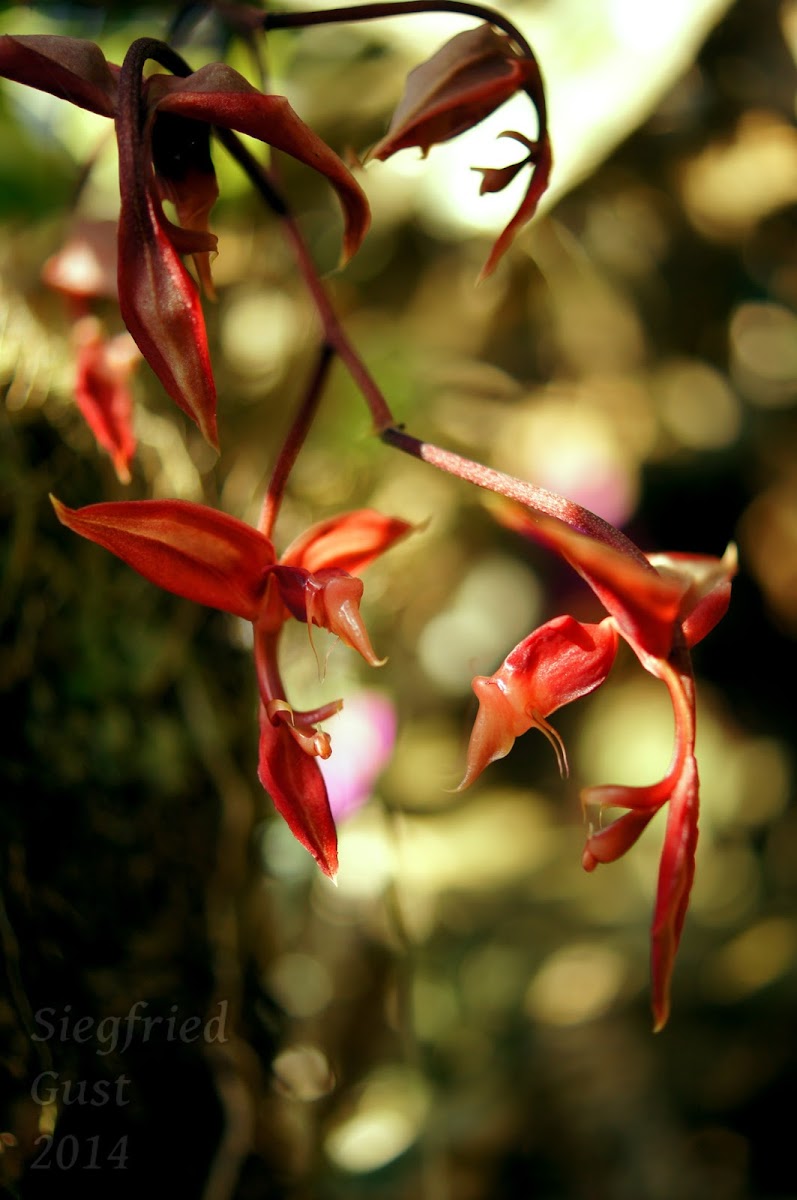 Gongora Orchid