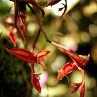 Gongora Orchid