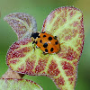 Thirteen-spot ladybird