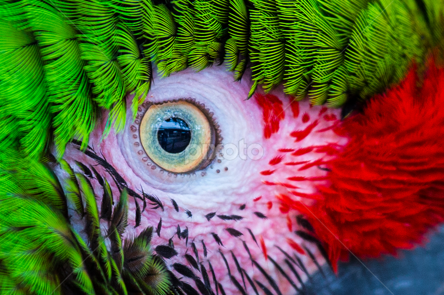 Parrot Eyes Birds Animals Pixoto