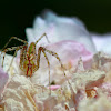 Green linx spider