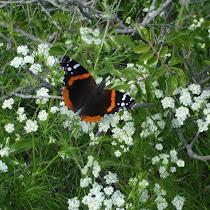 Affect of Water Quality on Butterfly Host Plants - University of Texas at Brownsville