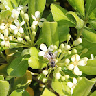 citrus shrub with bee
