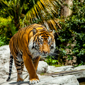 by Sheena True - Animals Lions, Tigers & Big Cats