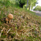 Fairy Ring Mushroom/Weidekringzwam