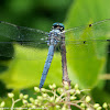 Great Blue Skimmer dragonfly (adult male)