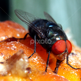 The Fly by Syed Hasibul Hasan - Animals Insects & Spiders